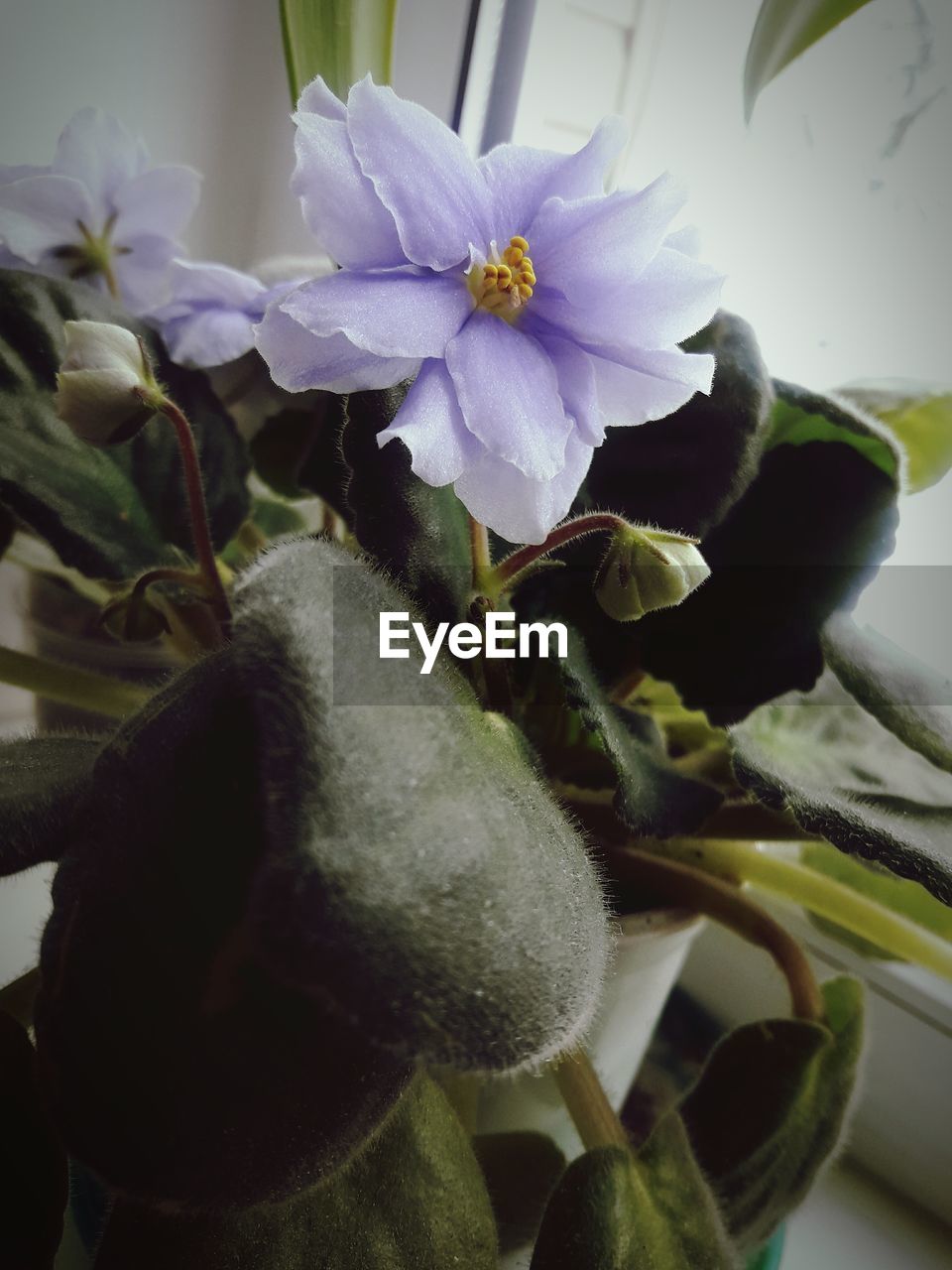 CLOSE-UP OF FLOWERS IN BLOOM