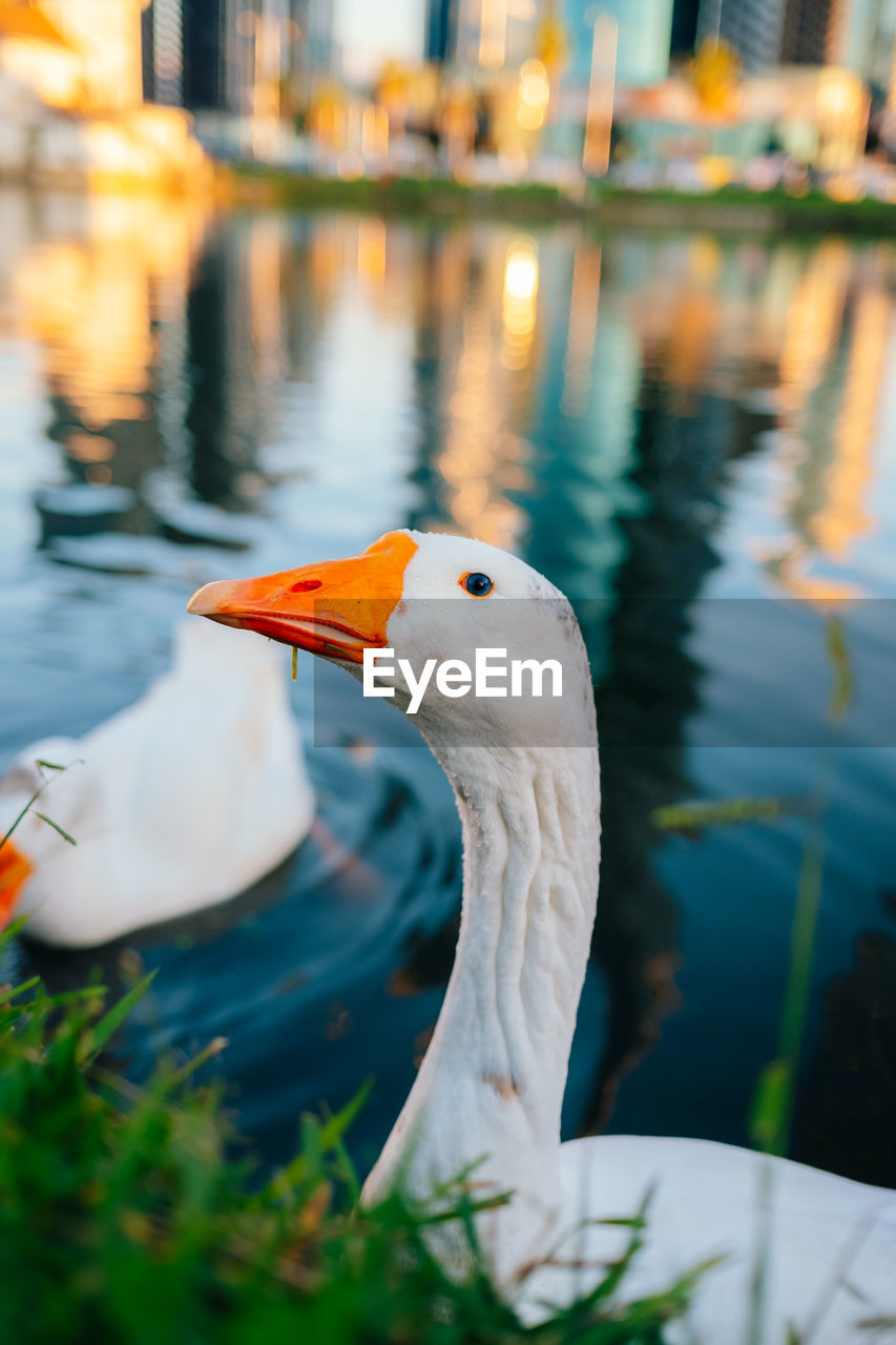 animal themes, bird, animal, animal wildlife, wildlife, water, one animal, nature, reflection, lake, water bird, no people, focus on foreground, beak, ducks, geese and swans, day, close-up, animal body part, outdoors, duck, plant