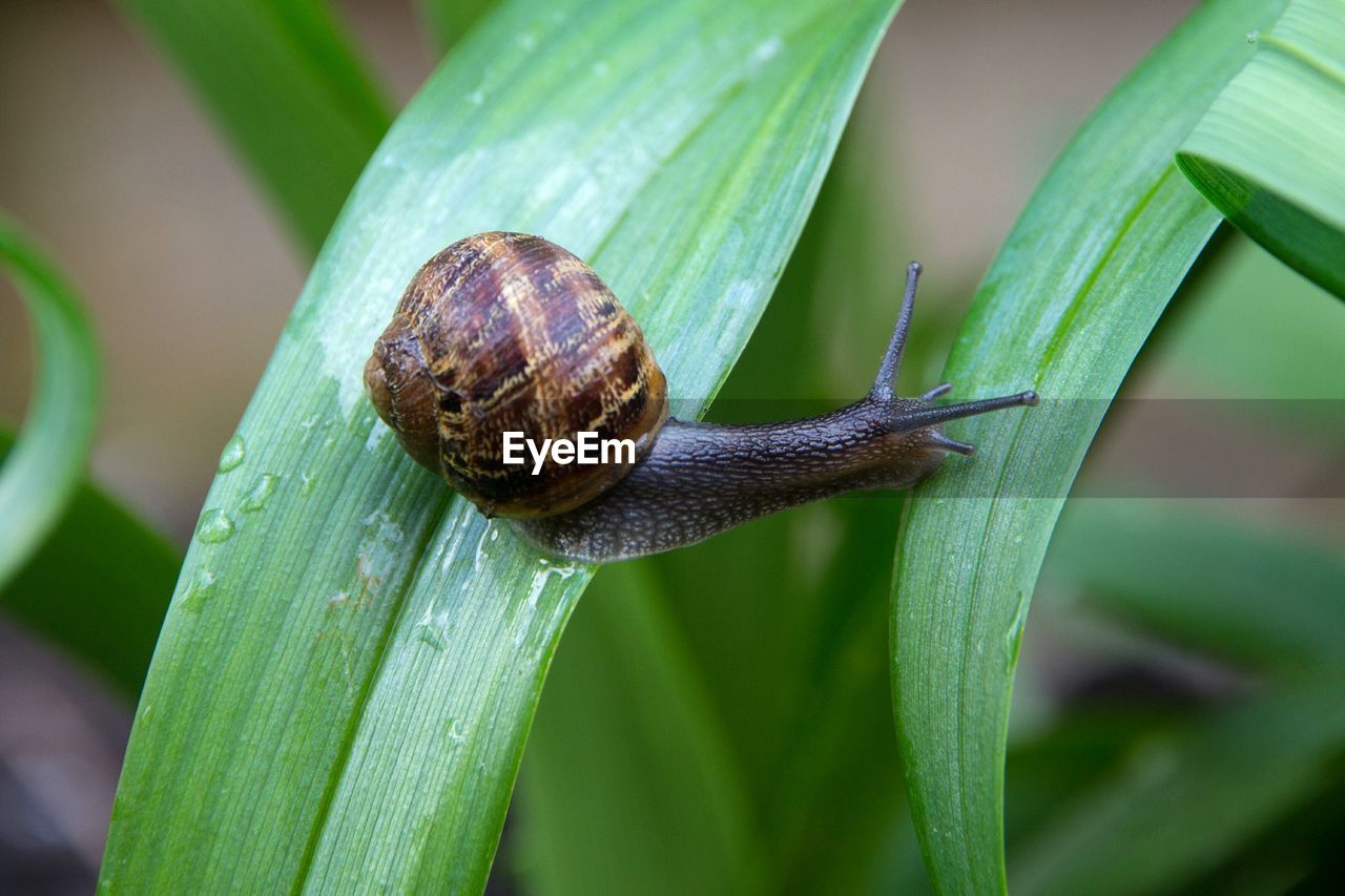 CLOSE-UP SIDE VIEW OF SNAIL ON LEAF