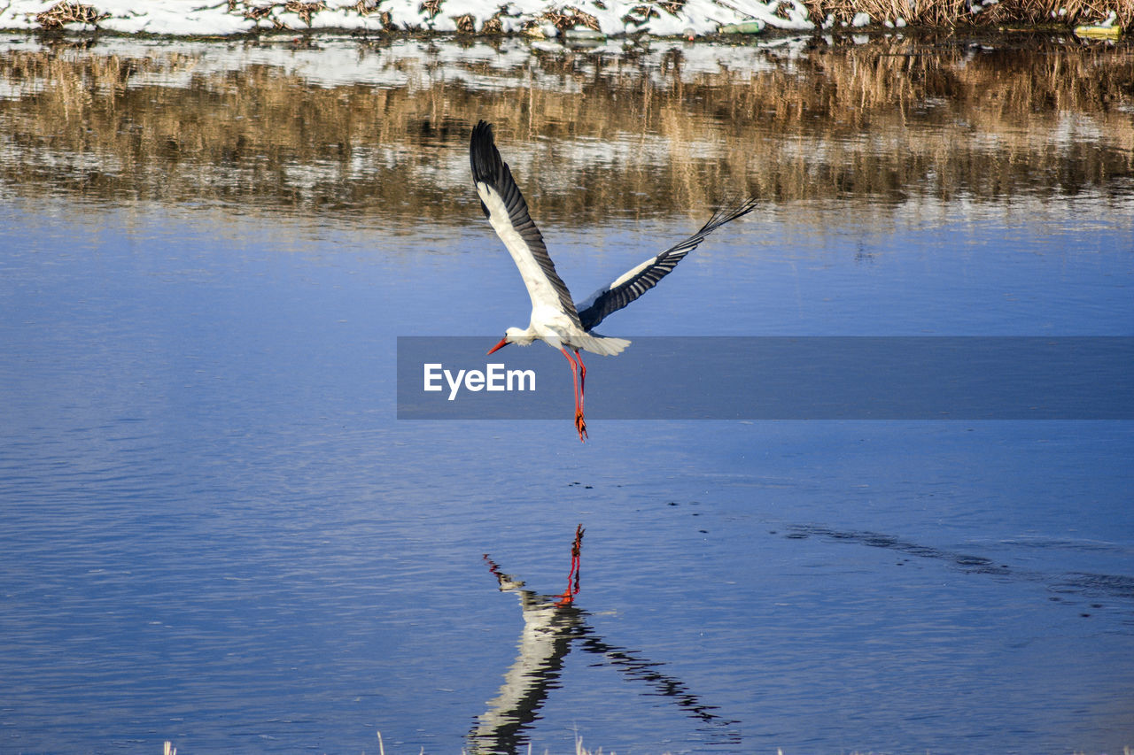 VIEW OF A BIRD FLYING OVER LAKE