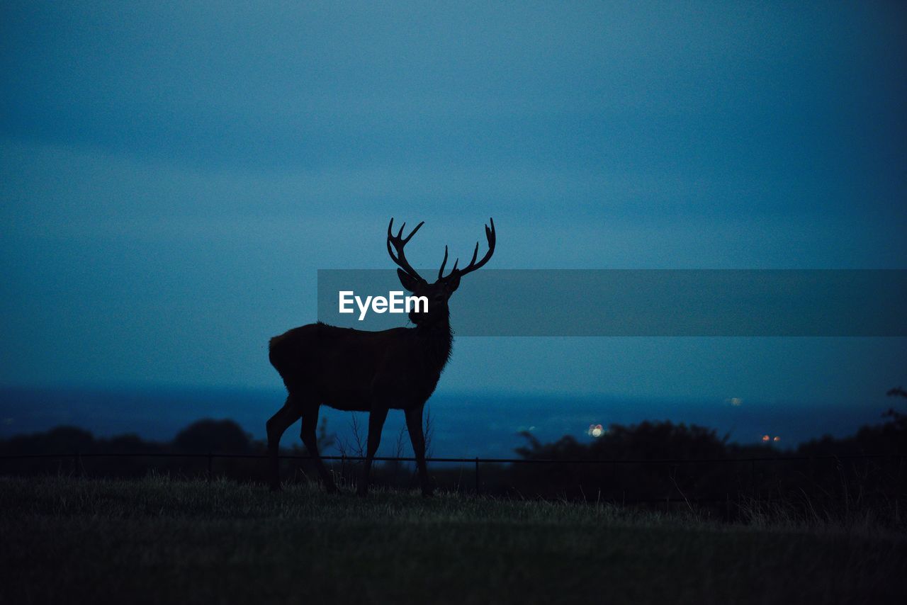 Silhouette reindeer standing on field against blue sky at dusk