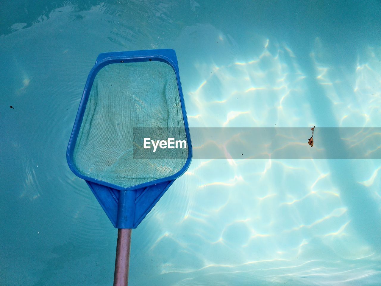 The contrast between a large blue pool skimmer net and a small orange floating leaf