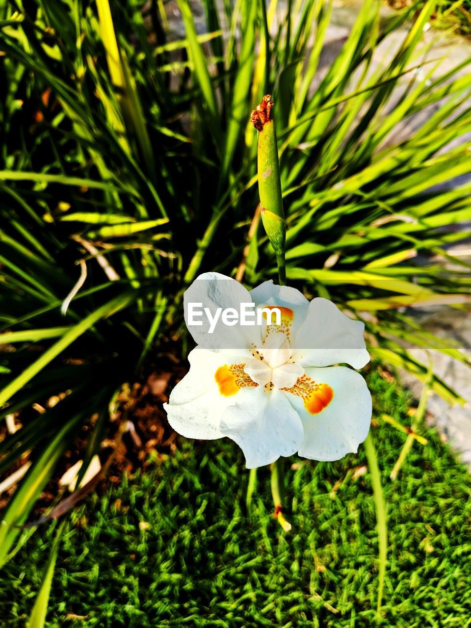 Close-up of white flowering plant on field