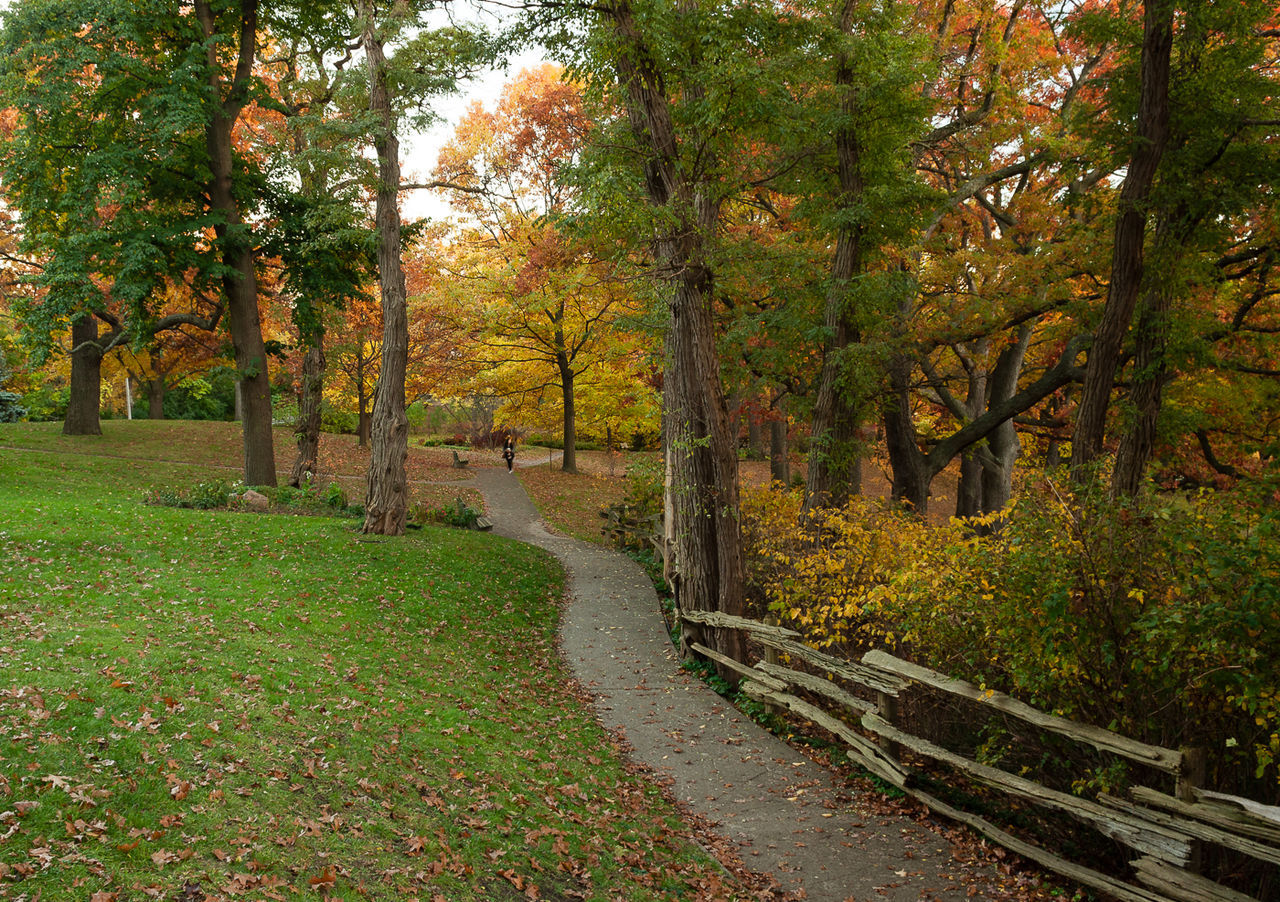 View of trees in forest during autumn