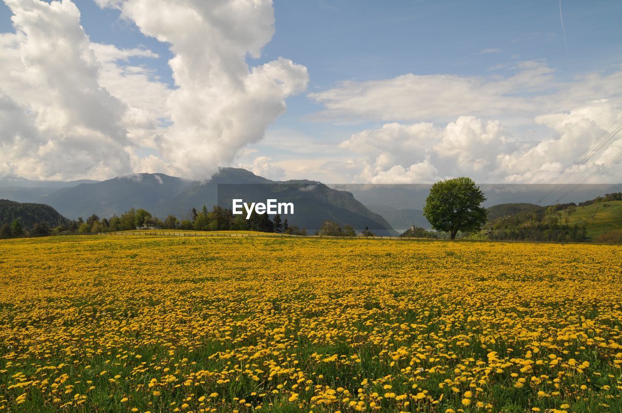 SCENIC VIEW OF OILSEED RAPE FIELD