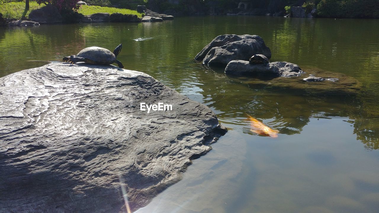 DUCKS SWIMMING ON LAKE