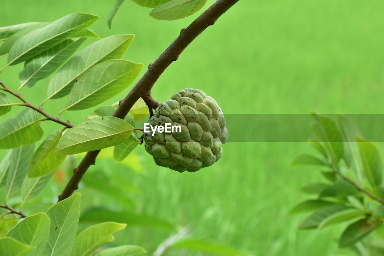 Close-up of fruits on tree