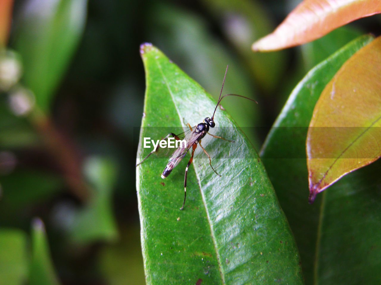 CLOSE-UP OF GRASSHOPPER