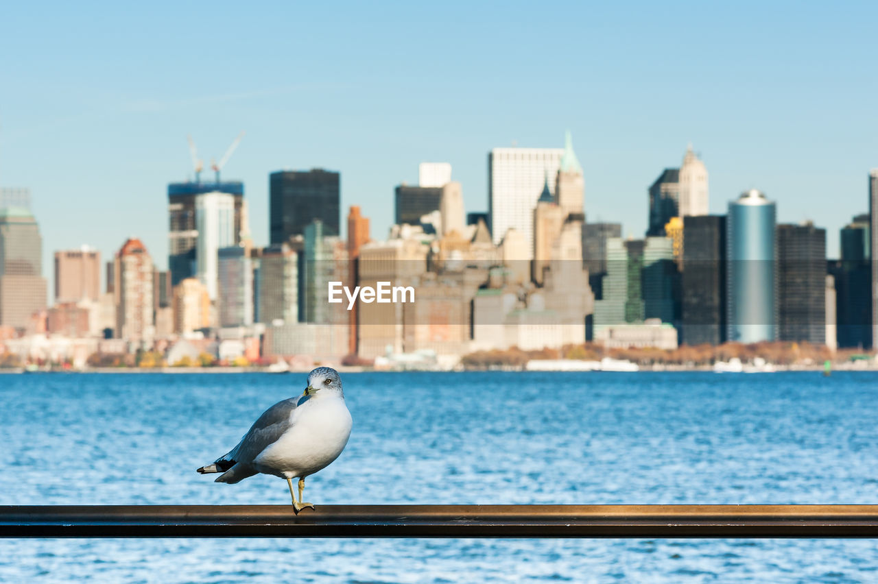 low angle view of seagull on city