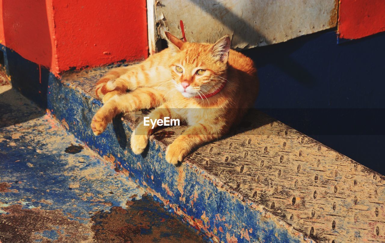 High angle view of ginger cat on metal