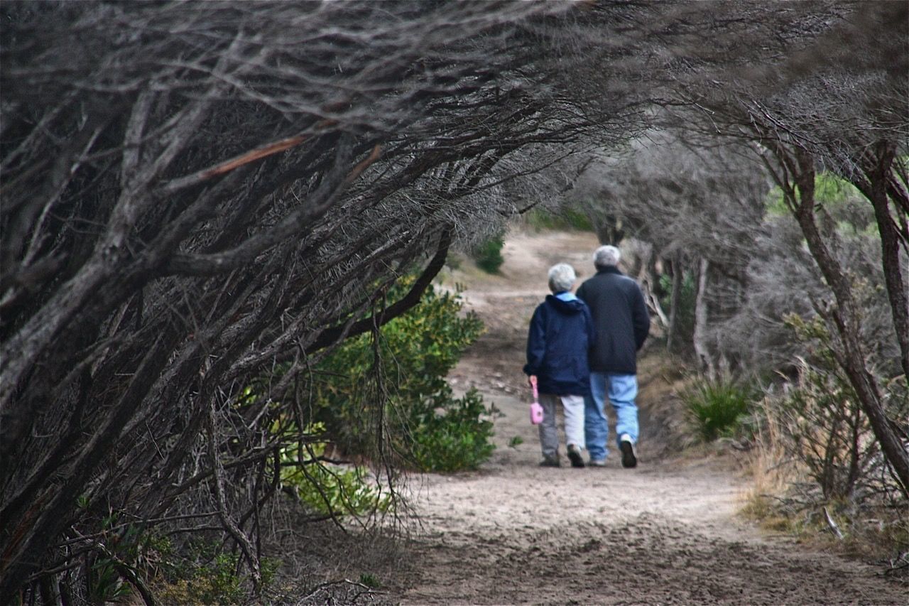 Rear view of senior couple waking on walkway amidst trees