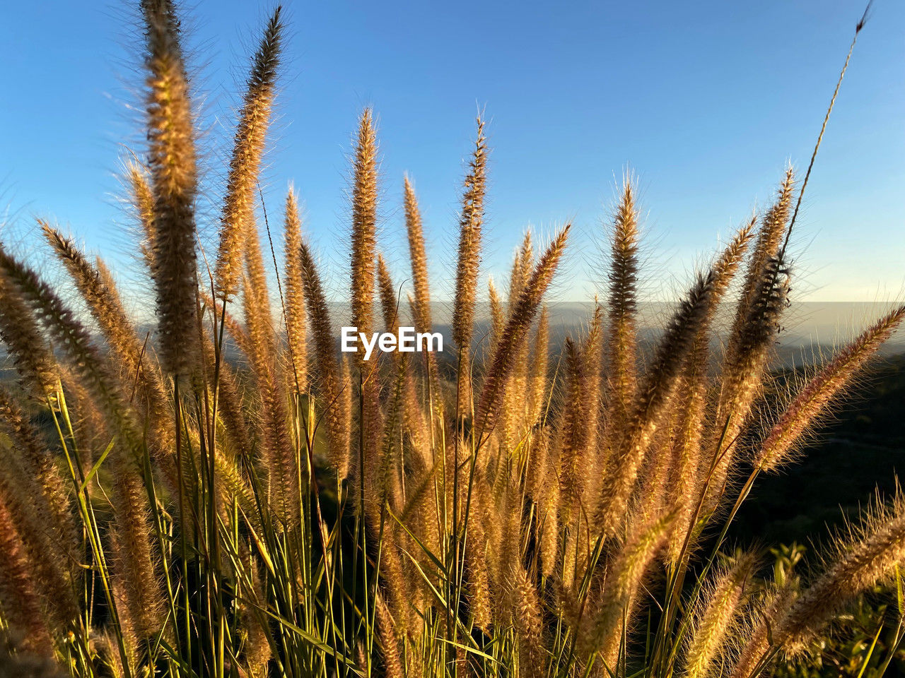 plant, grass, growth, sky, nature, field, land, beauty in nature, landscape, no people, agriculture, crop, tree, environment, sunlight, tranquility, scenics - nature, cereal plant, rural scene, wheat, outdoors, blue, prairie, food, day, summer, close-up, clear sky, sunny, tranquil scene, non-urban scene