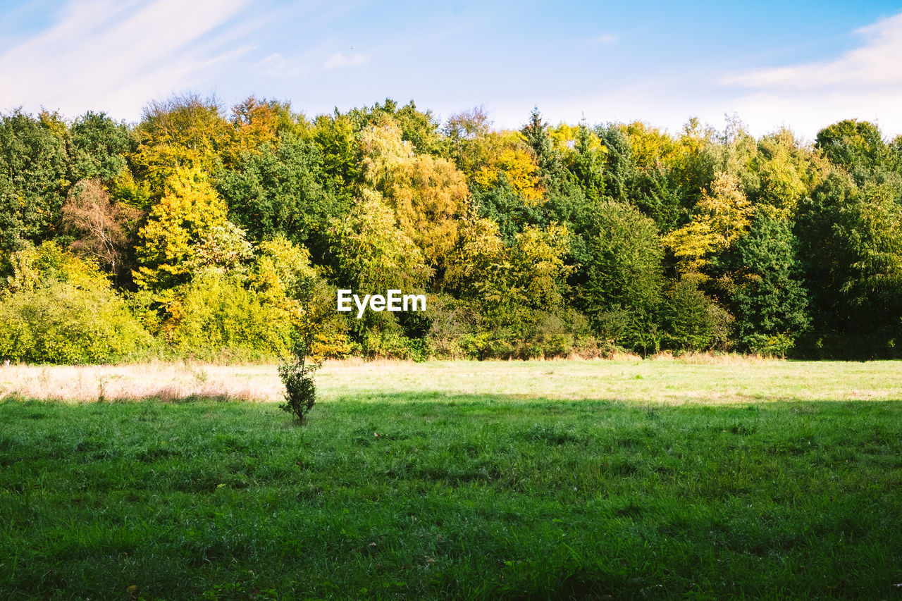 TREES AND PLANTS ON FIELD