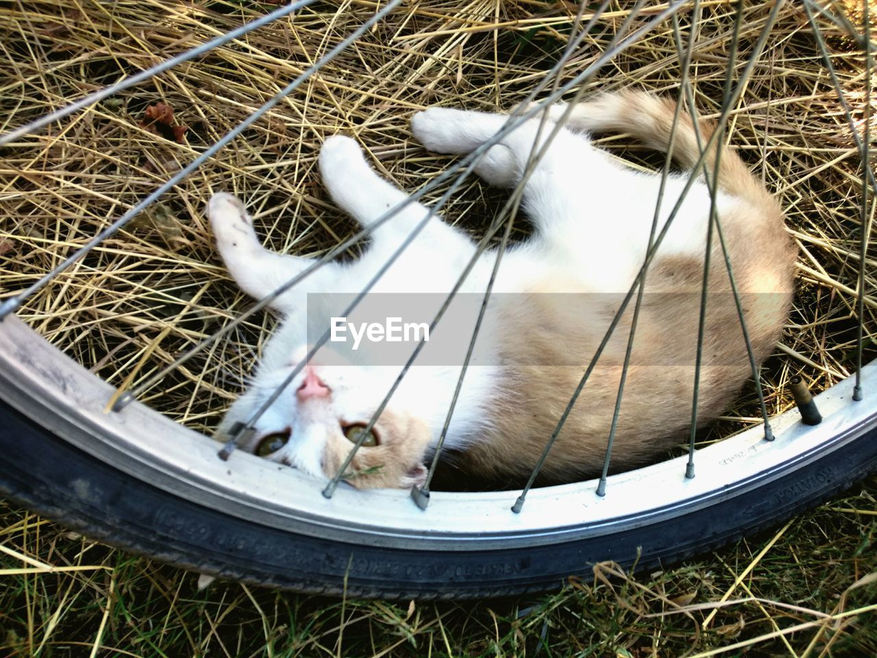 CLOSE-UP OF WHITE CAT