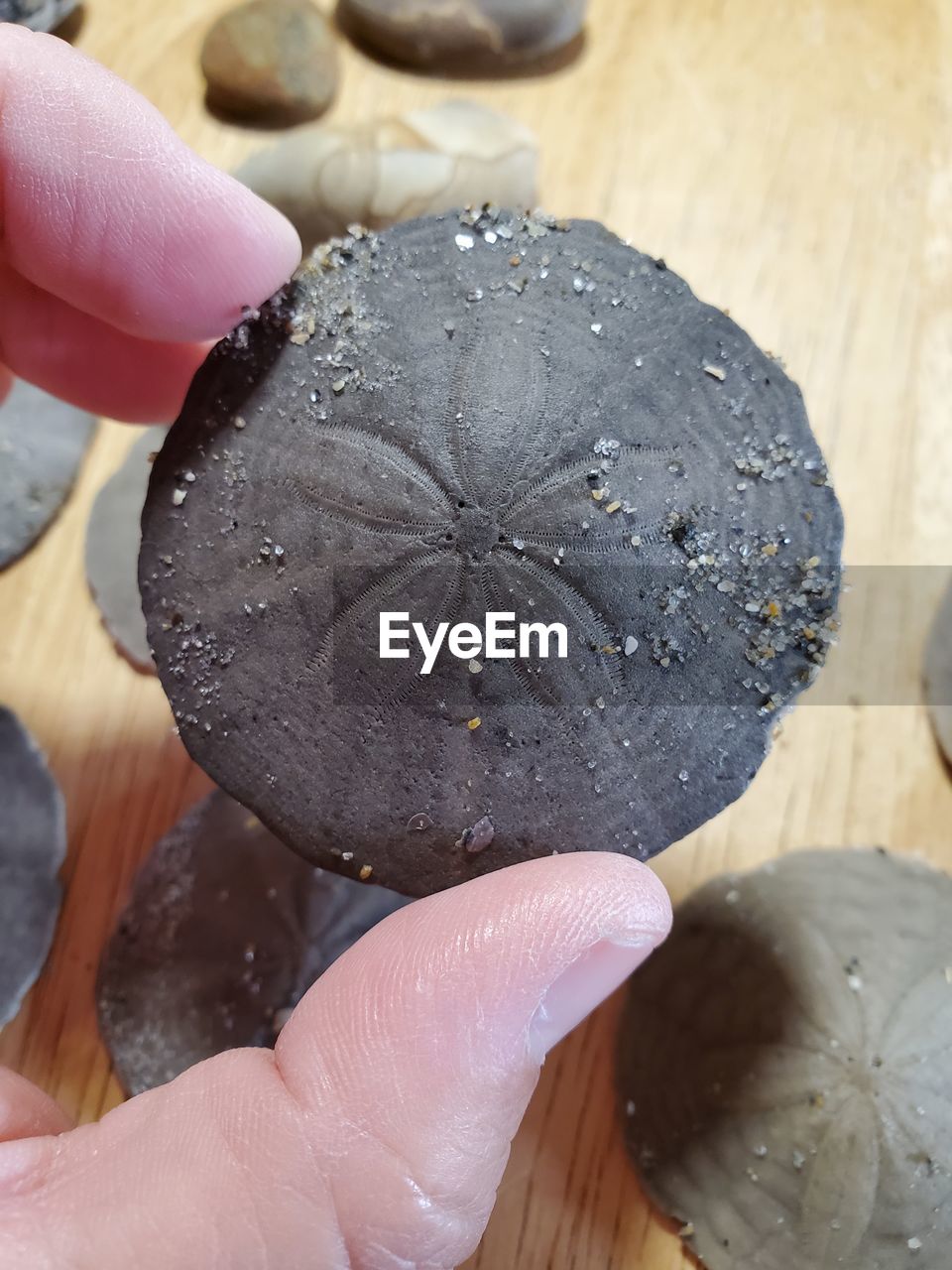 Close-up of hand holding sand dollar