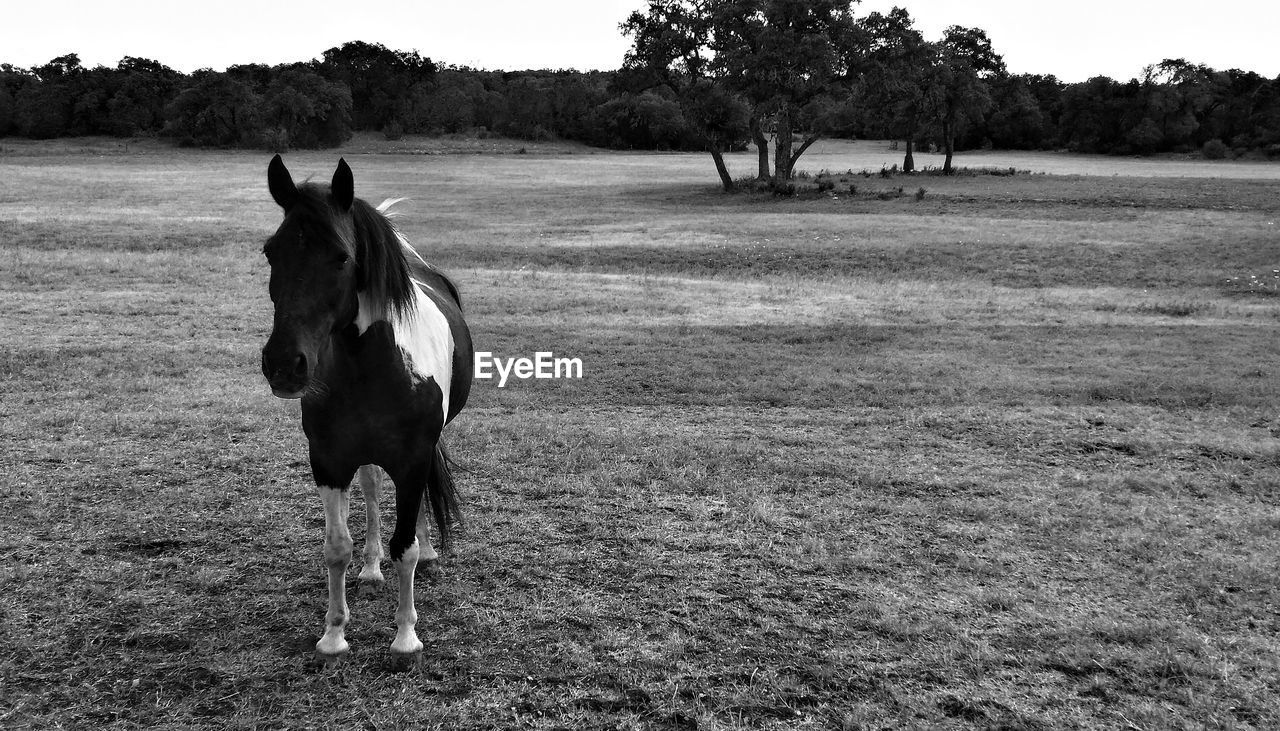 Horse in pasture