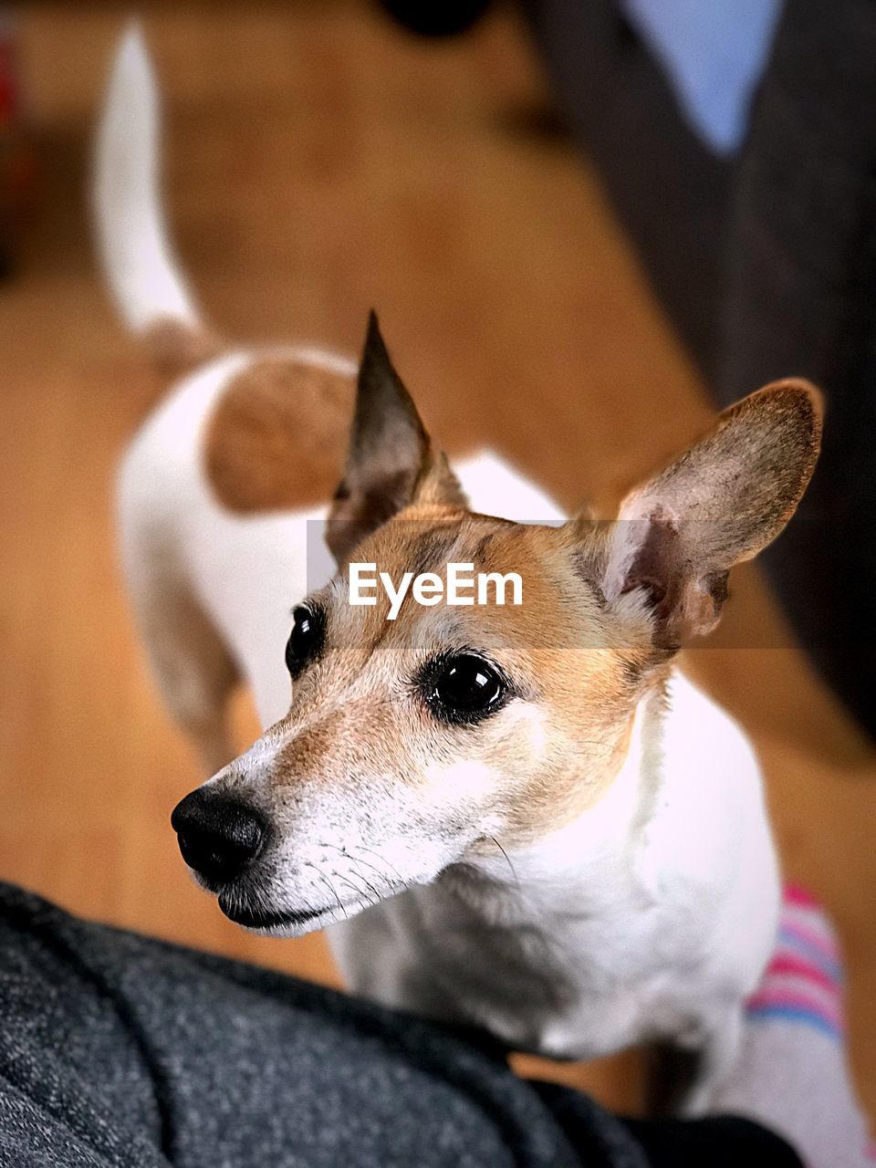 CLOSE-UP OF DOG WITH MOUTH