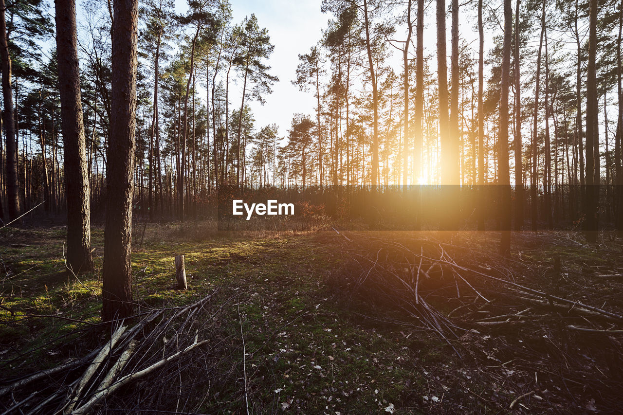 SUN SHINING THROUGH TREES IN FOREST