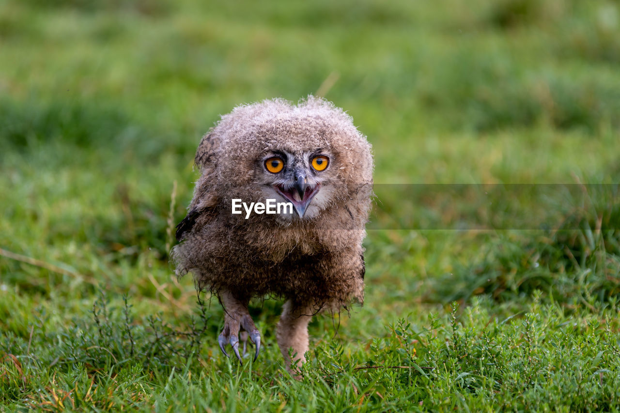 Portrait of young eagle owl on field