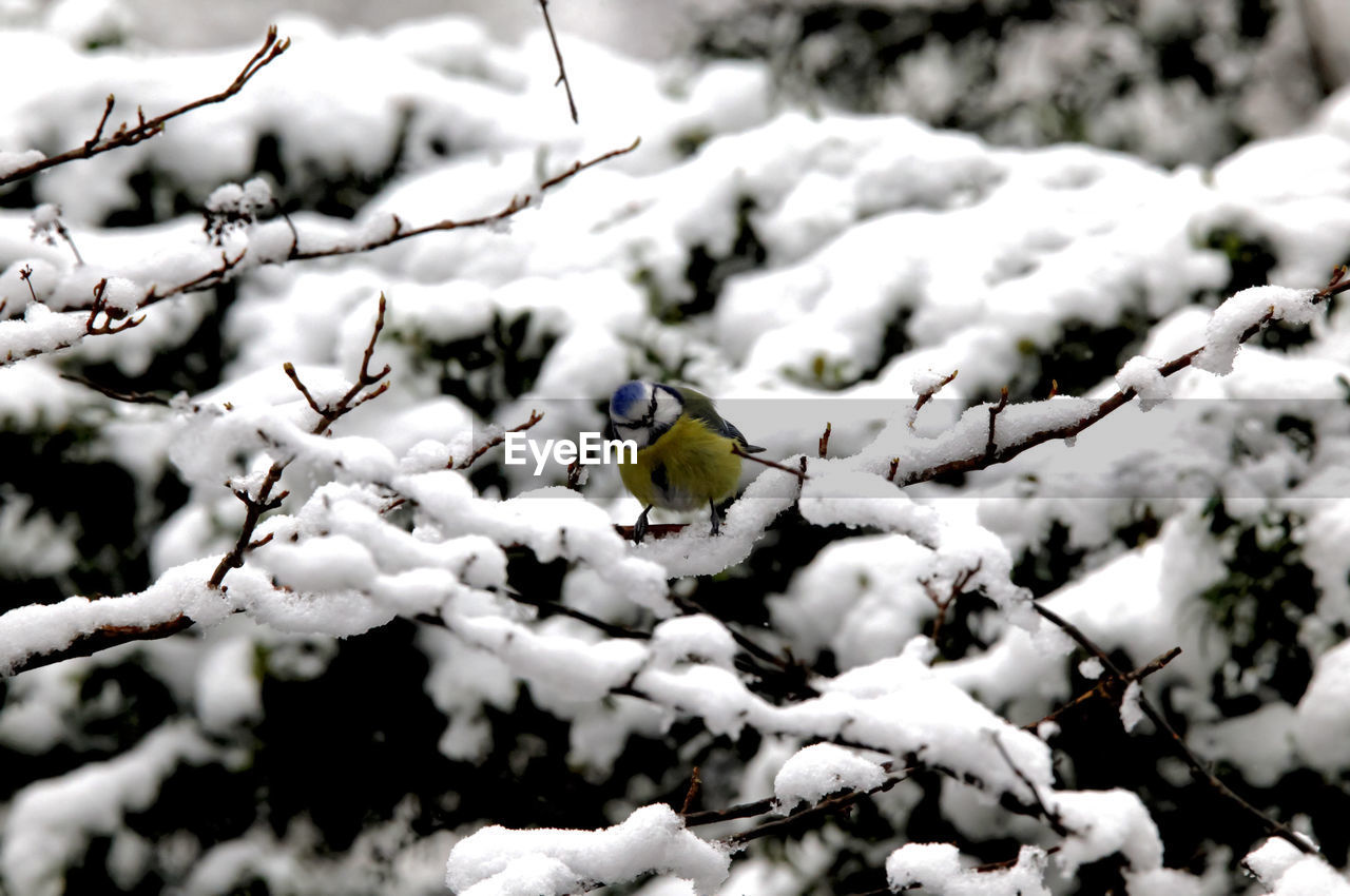 Bluetit sits in winter in the snow on a branch