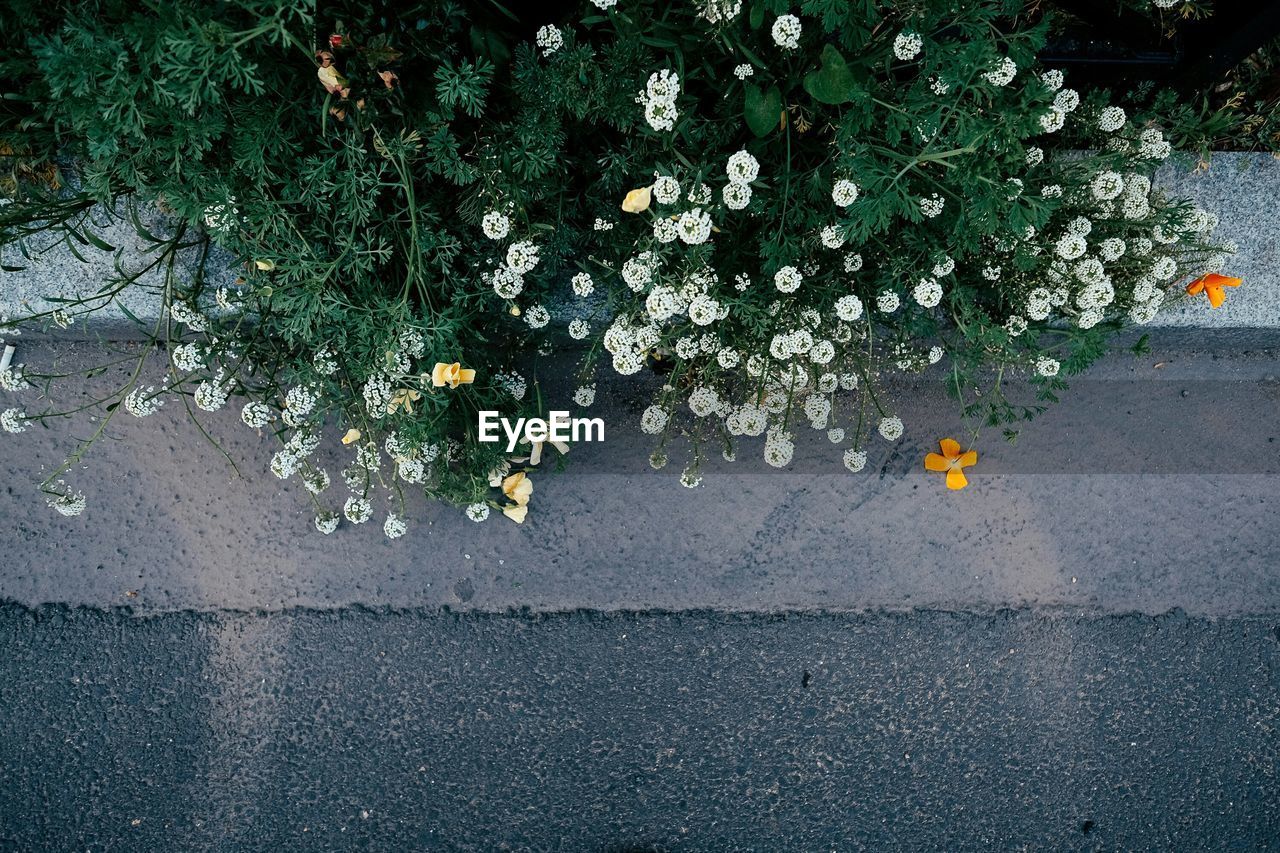 High angle view of flowers blooming on plant by street