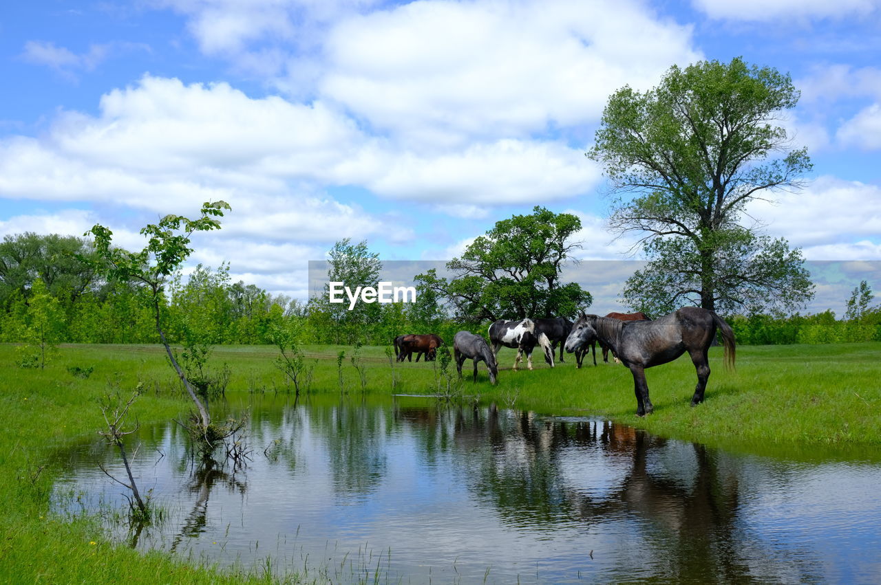 HORSES IN A LAKE