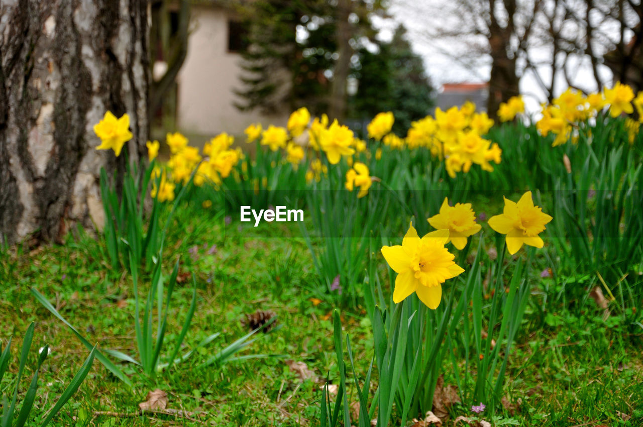 CLOSE-UP OF YELLOW DAFFODIL FLOWERS BLOOMING ON FIELD