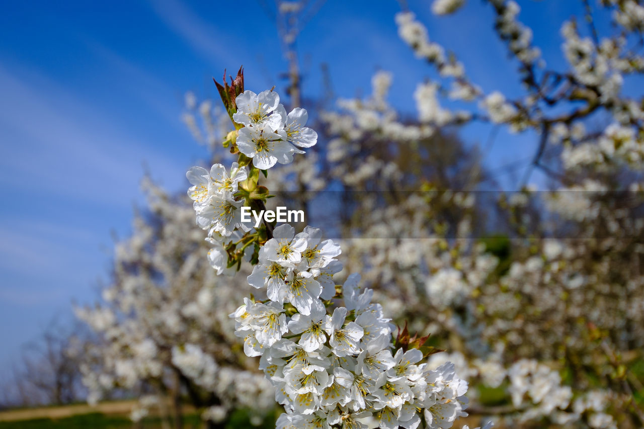 CLOSE-UP OF WHITE CHERRY BLOSSOM TREE