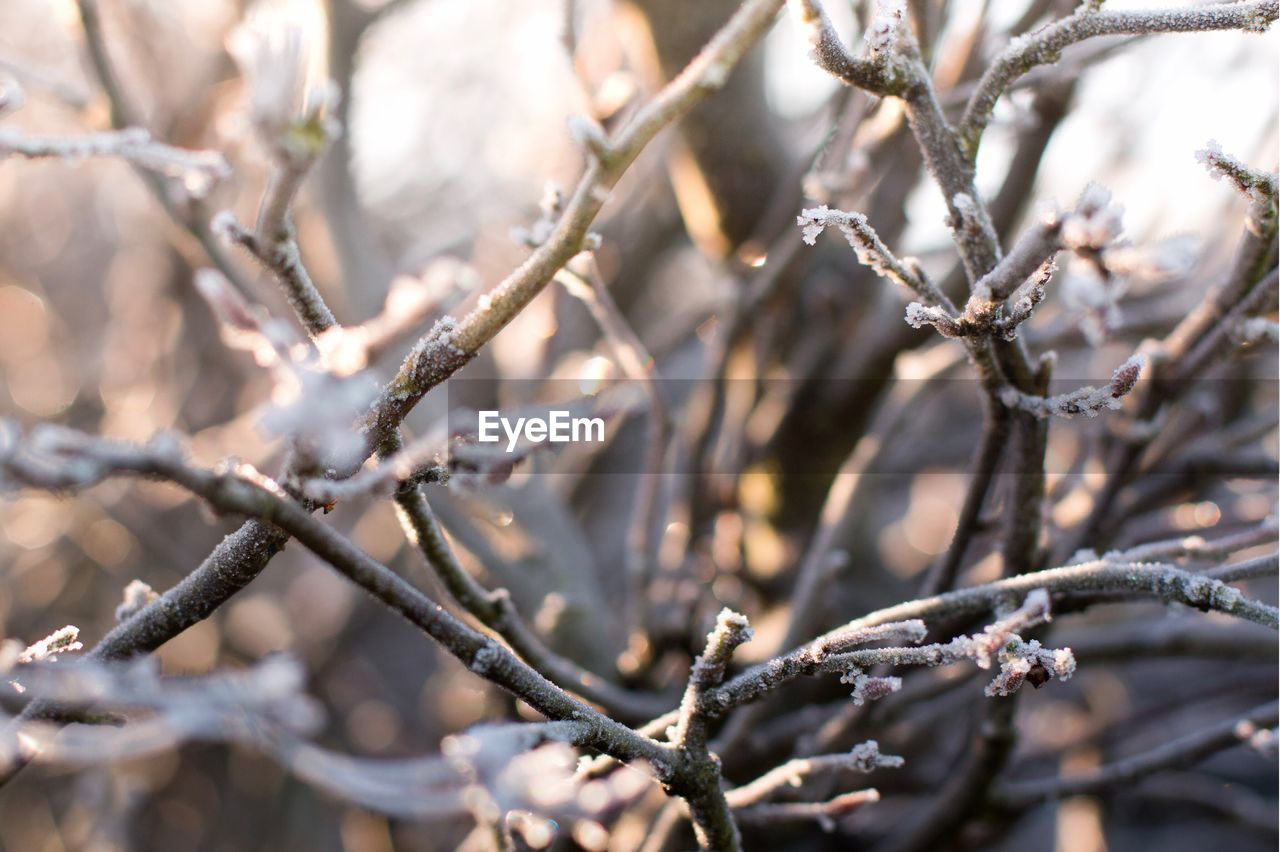 CLOSE-UP OF SNOW ON TWIG