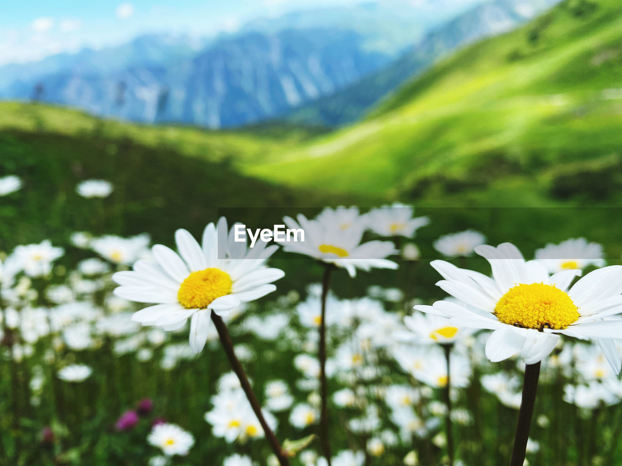 CLOSE-UP OF WHITE DAISIES