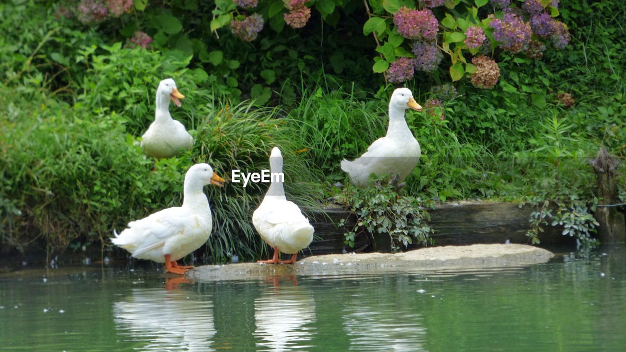 DUCKS ON RIVERBANK