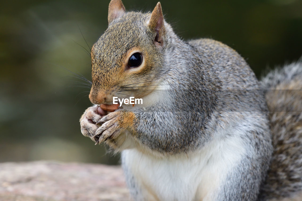 Close-up of a grey squirrel eating a nut 