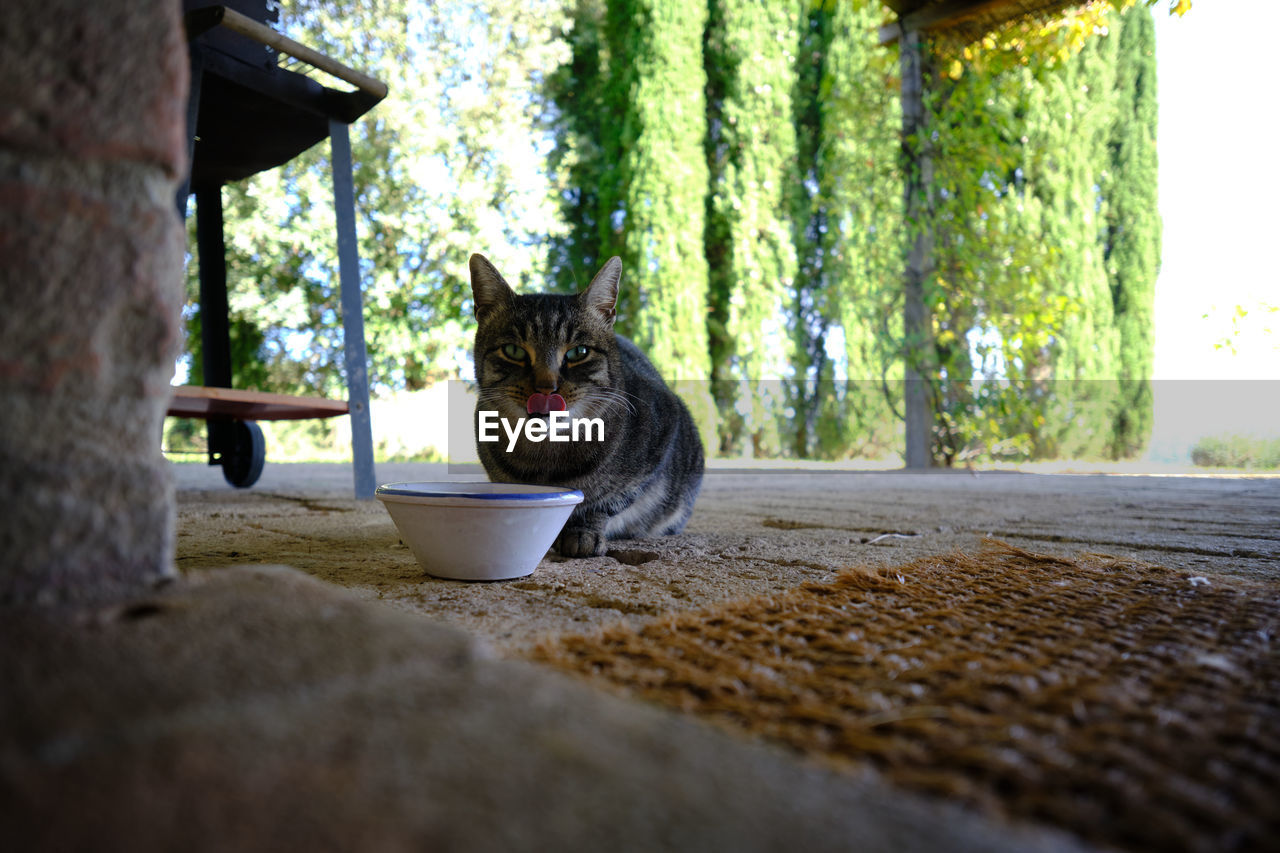 PORTRAIT OF A CAT SITTING ON A PLANT