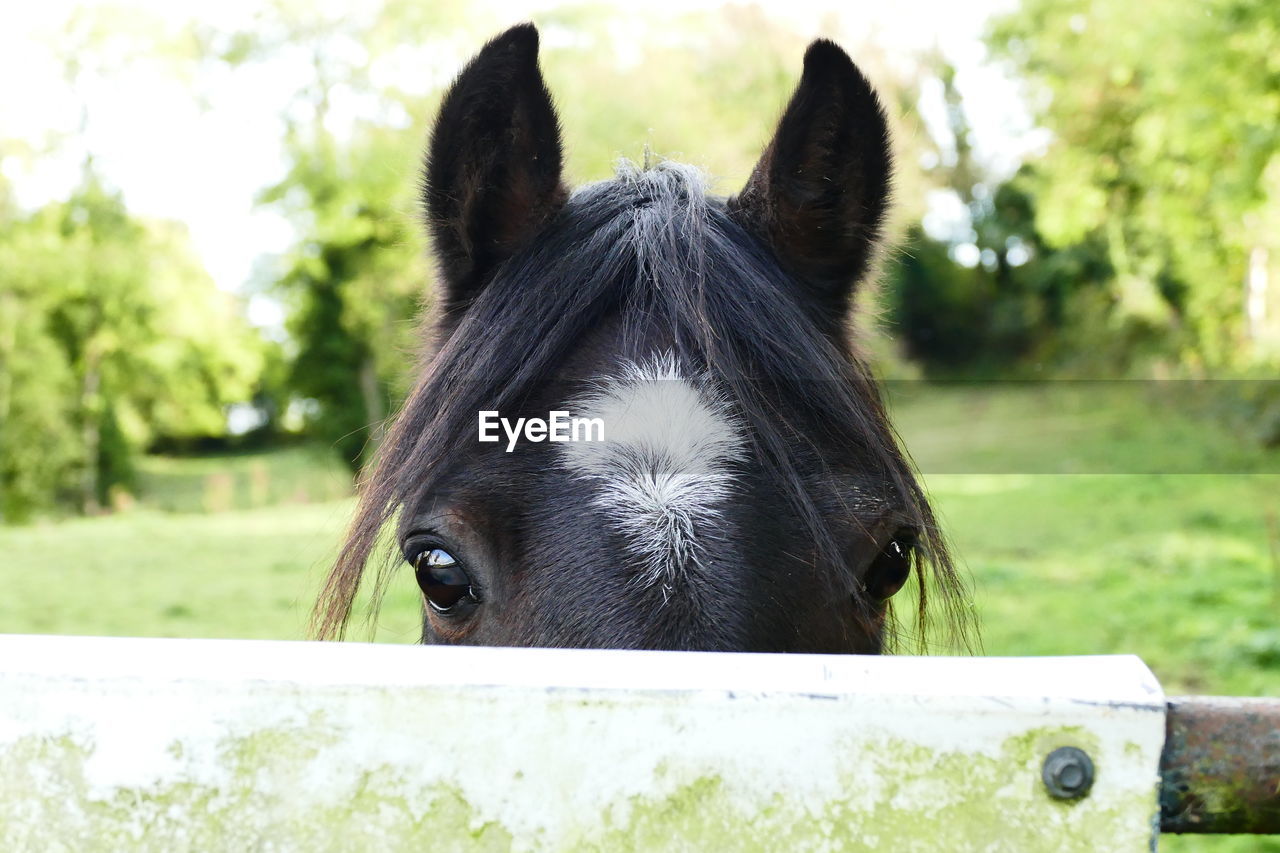 Portrait of horse on field