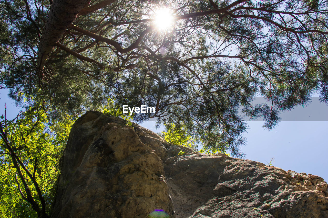 LOW ANGLE VIEW OF TREES AGAINST ROCKS IN FOREST