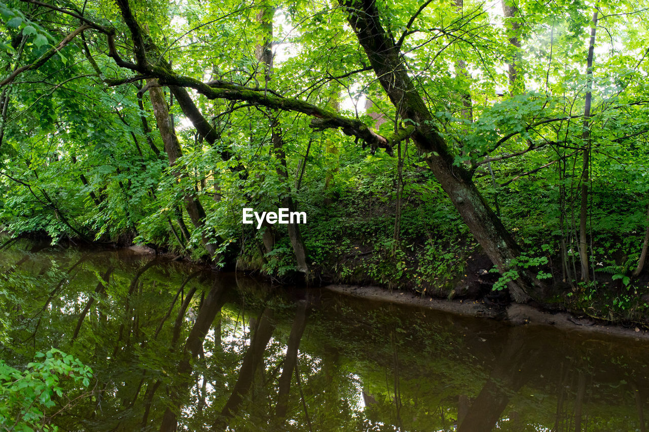 Reflection of trees in river