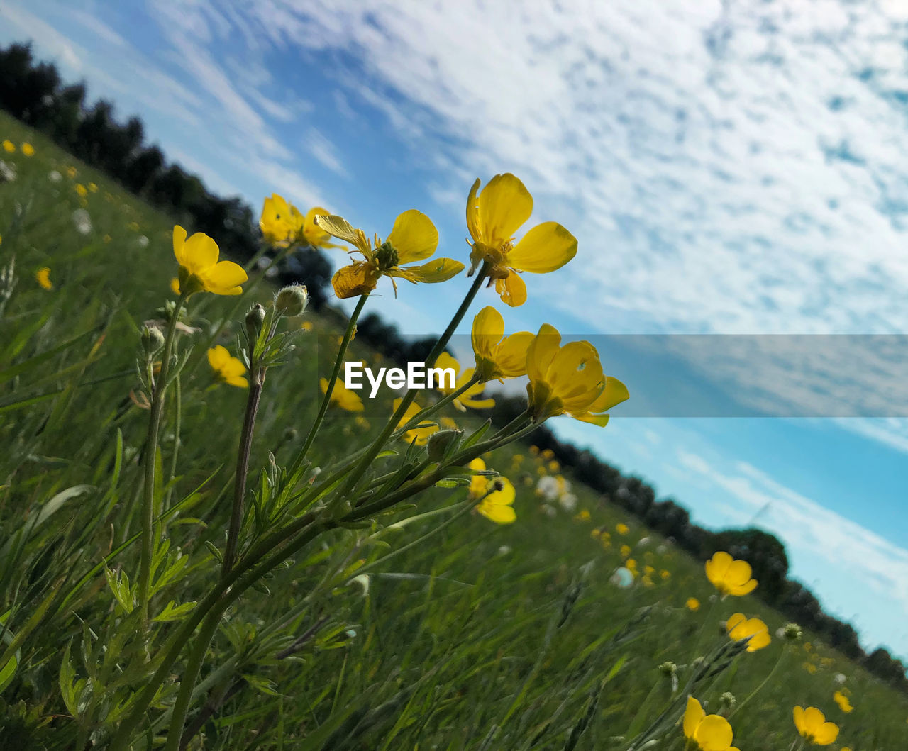 Close-up of yellow flowering plant on field