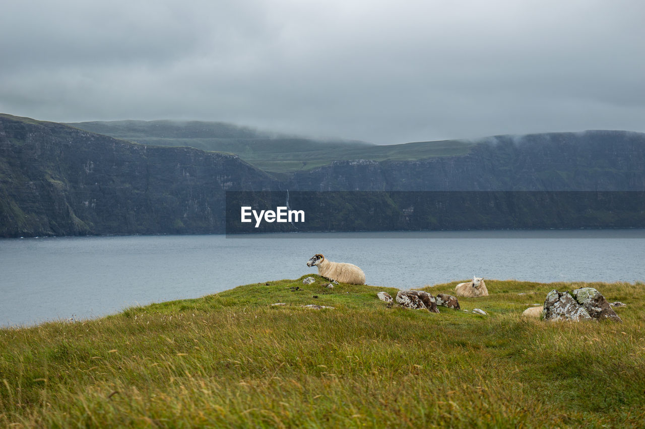 Sheep relaxing on grassy hill by lake