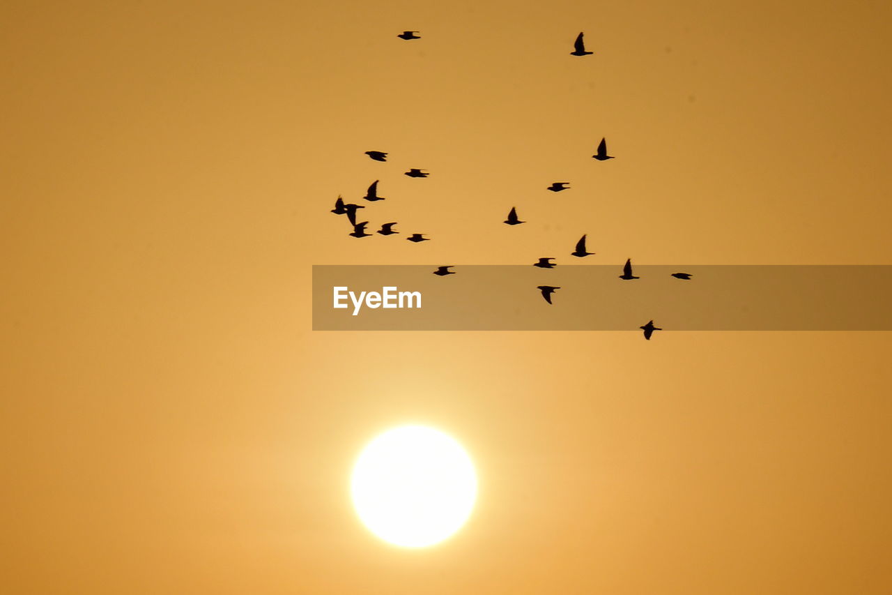 Birds in flight at sunrise over the desert dunes