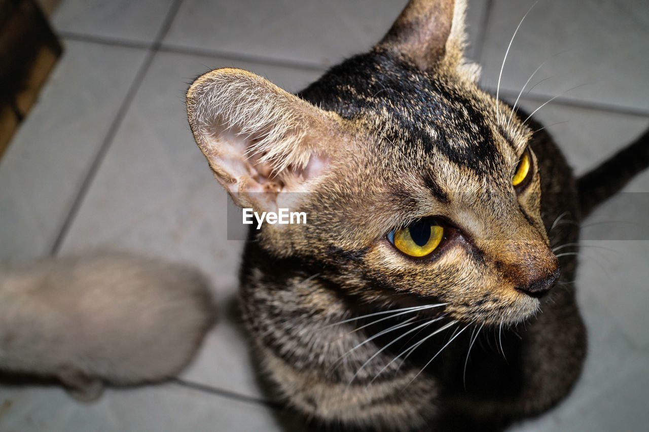 CLOSE-UP OF CAT IN MOUTH