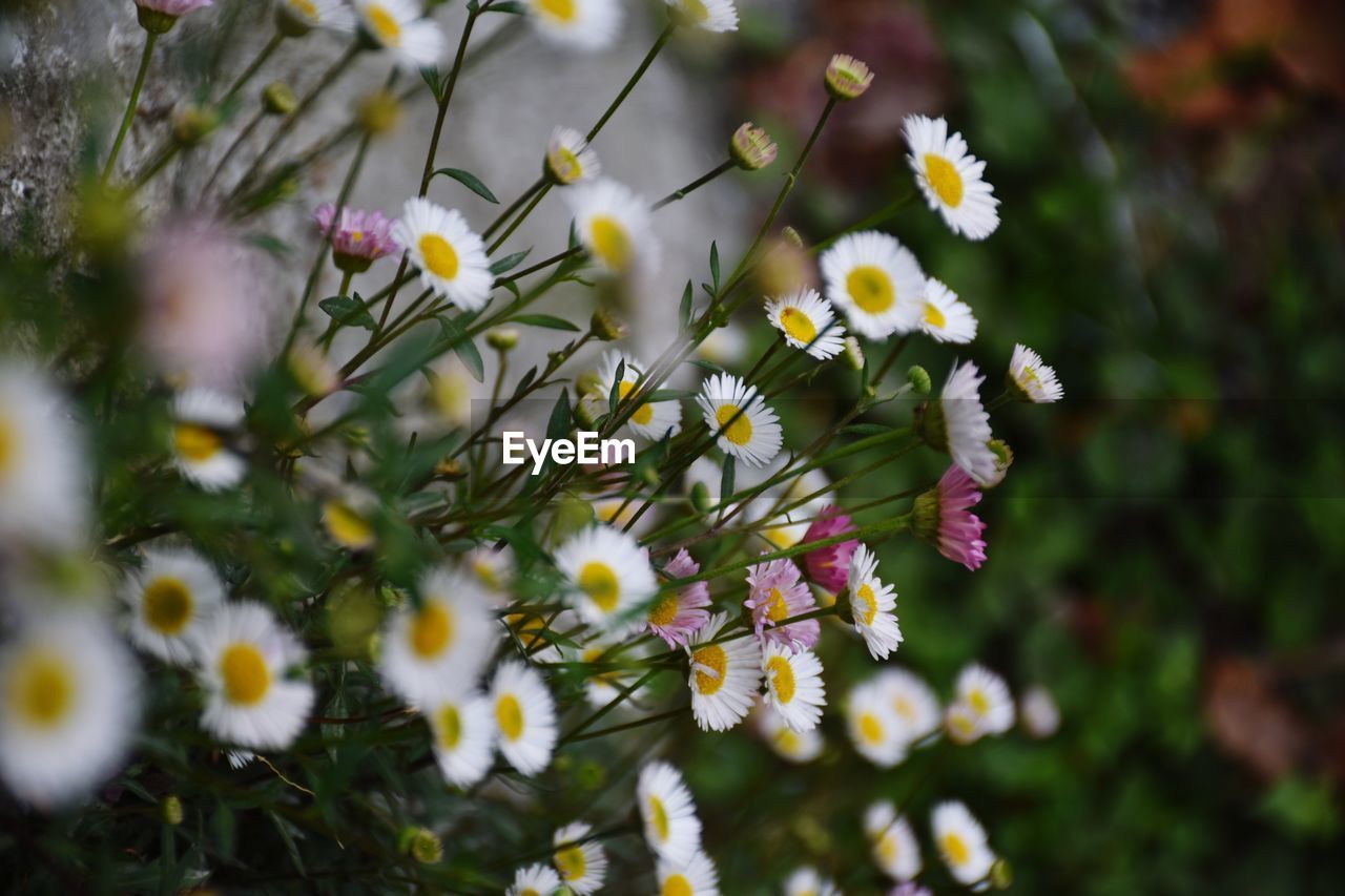 plant, flower, flowering plant, nature, freshness, beauty in nature, blossom, macro photography, growth, selective focus, close-up, fragility, white, no people, wildflower, springtime, outdoors, day, yellow, flower head, petal, multi colored, daisy, botany, tree, meadow, food, food and drink, inflorescence, sunlight, green