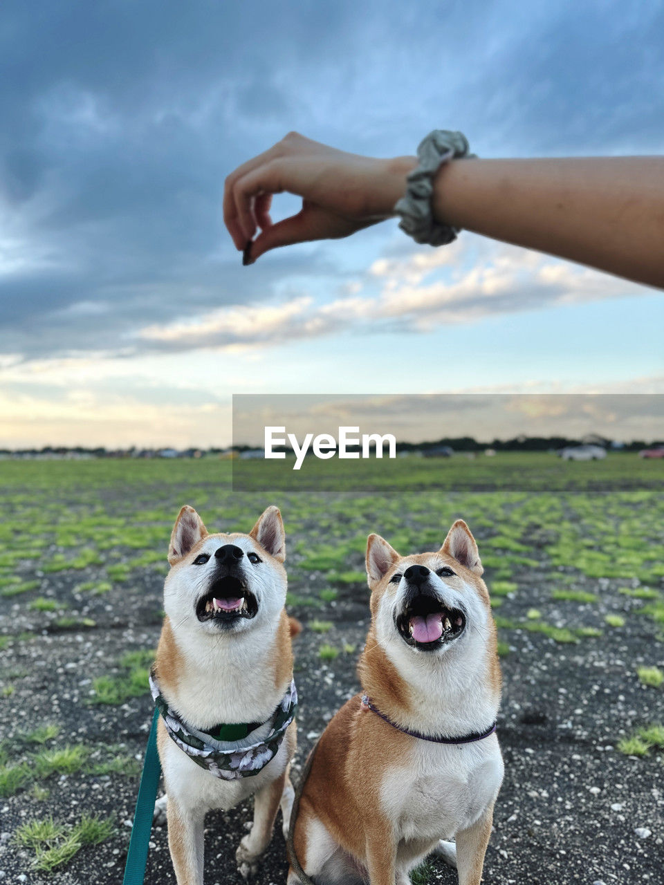 cropped hand of woman with dogs on field