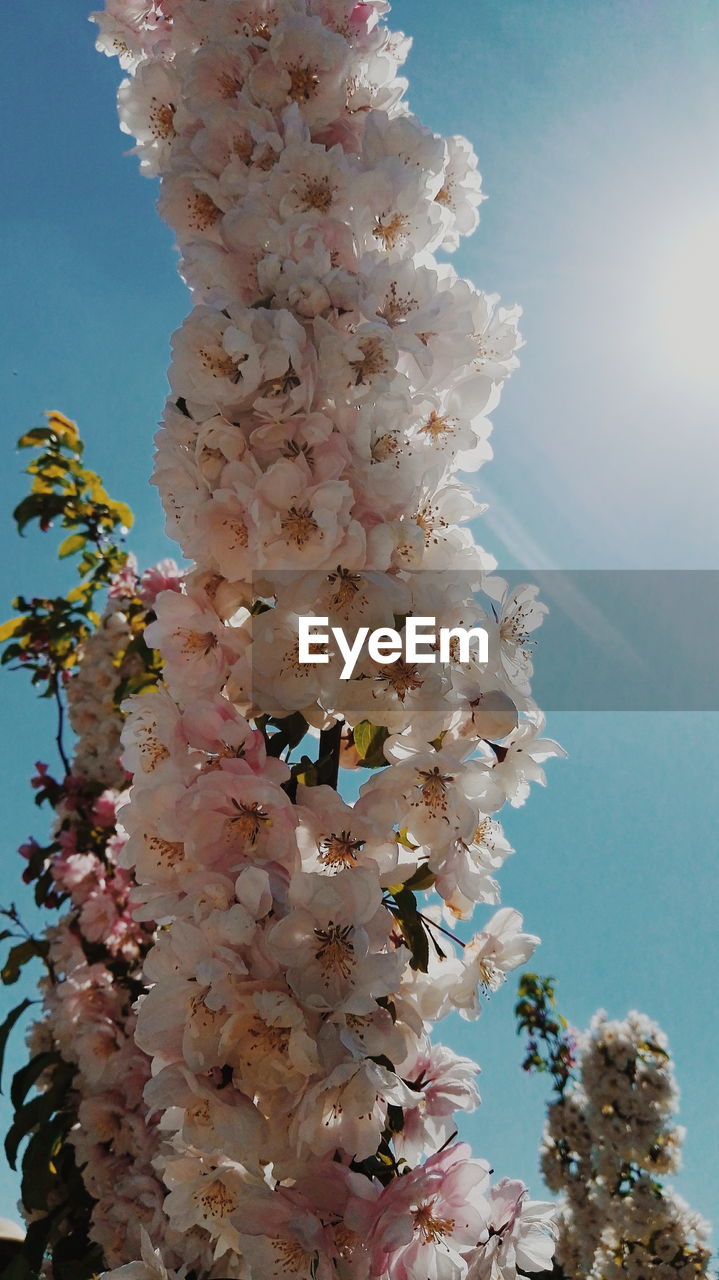 CLOSE-UP OF FLOWERS AGAINST THE SKY