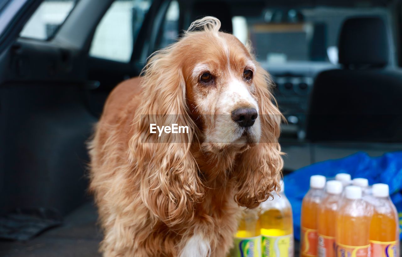 Close-up of a dog looking away