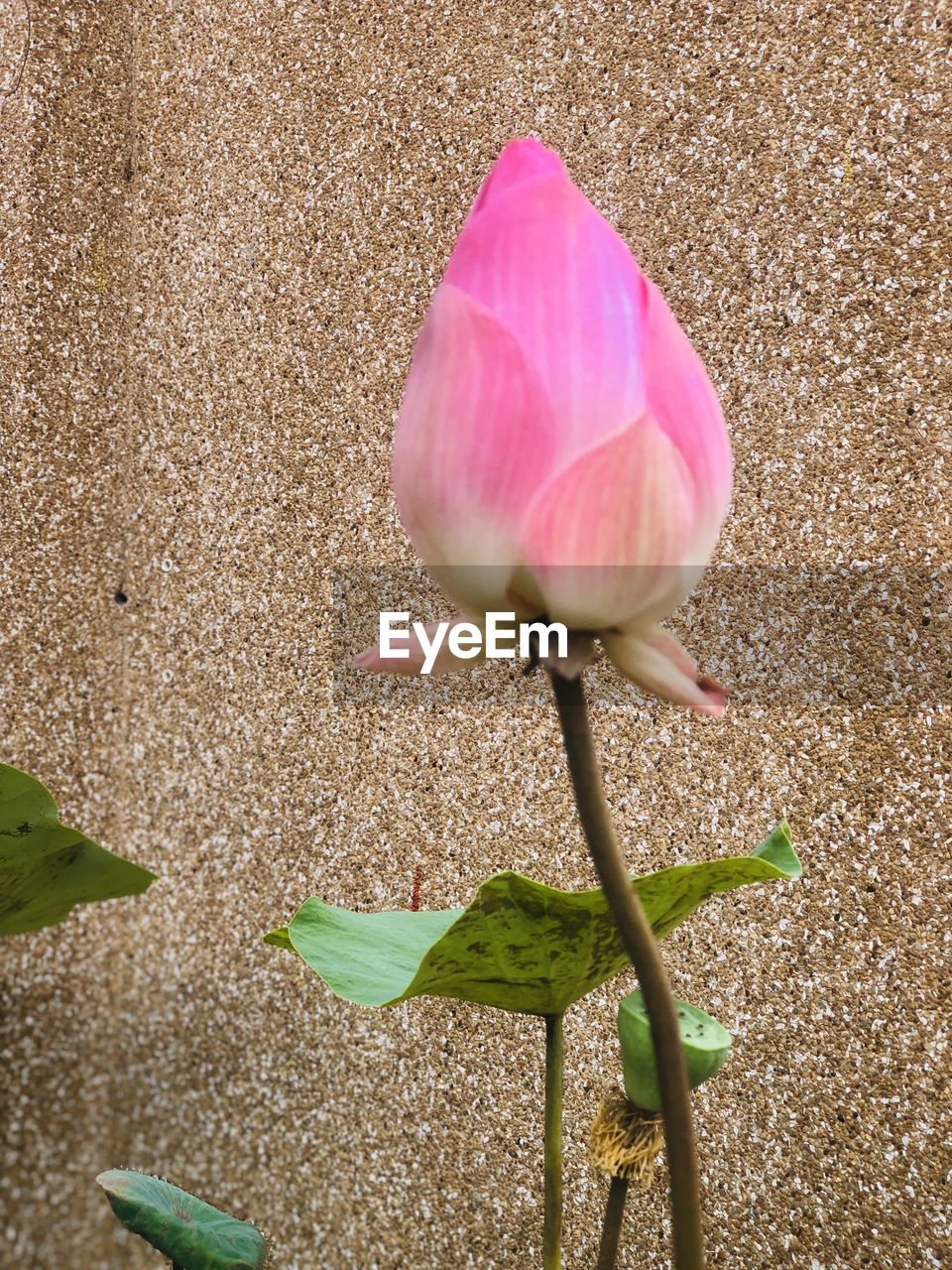 flower, plant, flowering plant, beauty in nature, freshness, pink, nature, fragility, petal, close-up, inflorescence, no people, leaf, flower head, growth, plant part, plant stem, day, outdoors, land, bud, sunlight, high angle view, macro photography