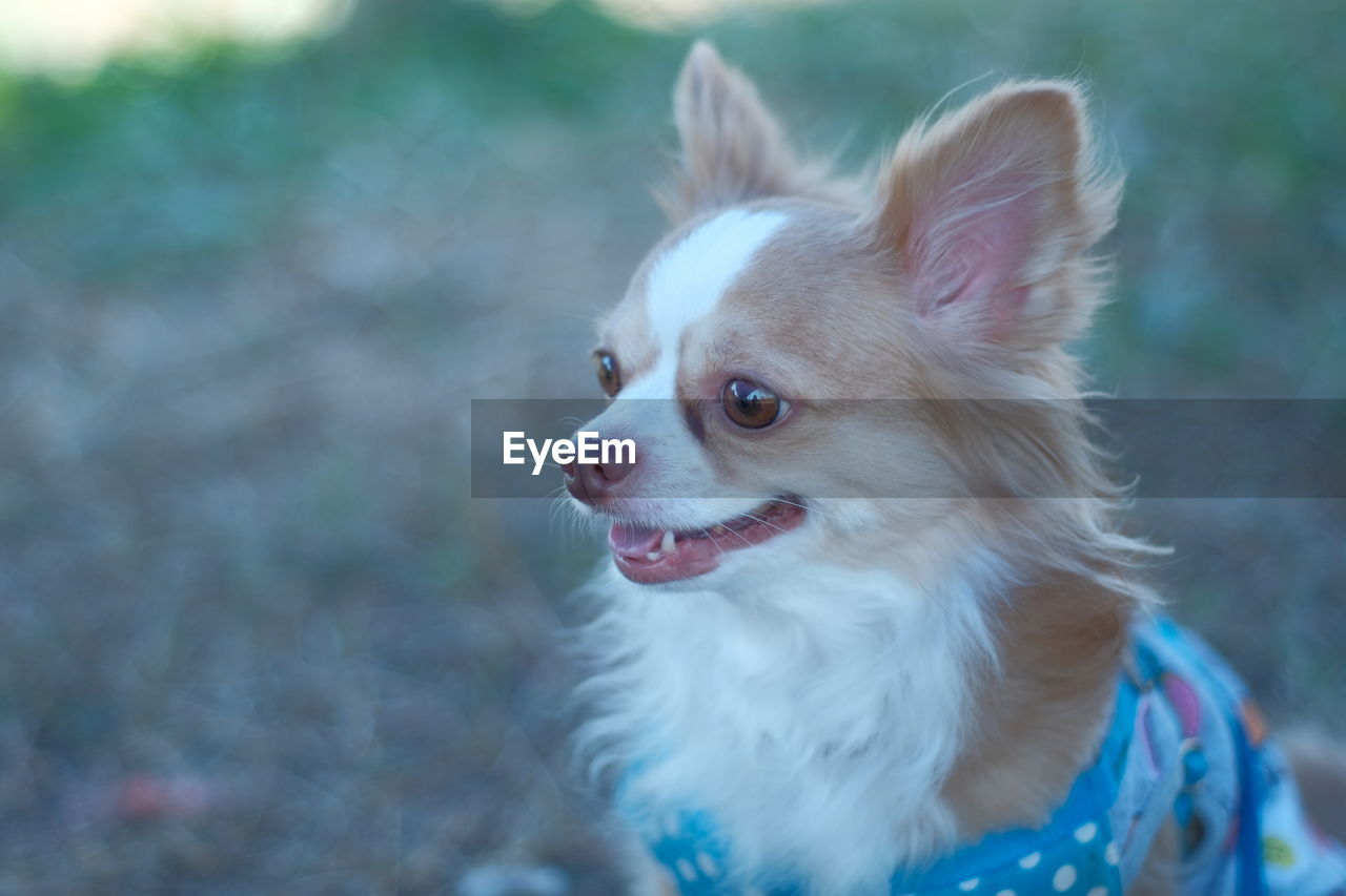 Close-up of a dog looking away