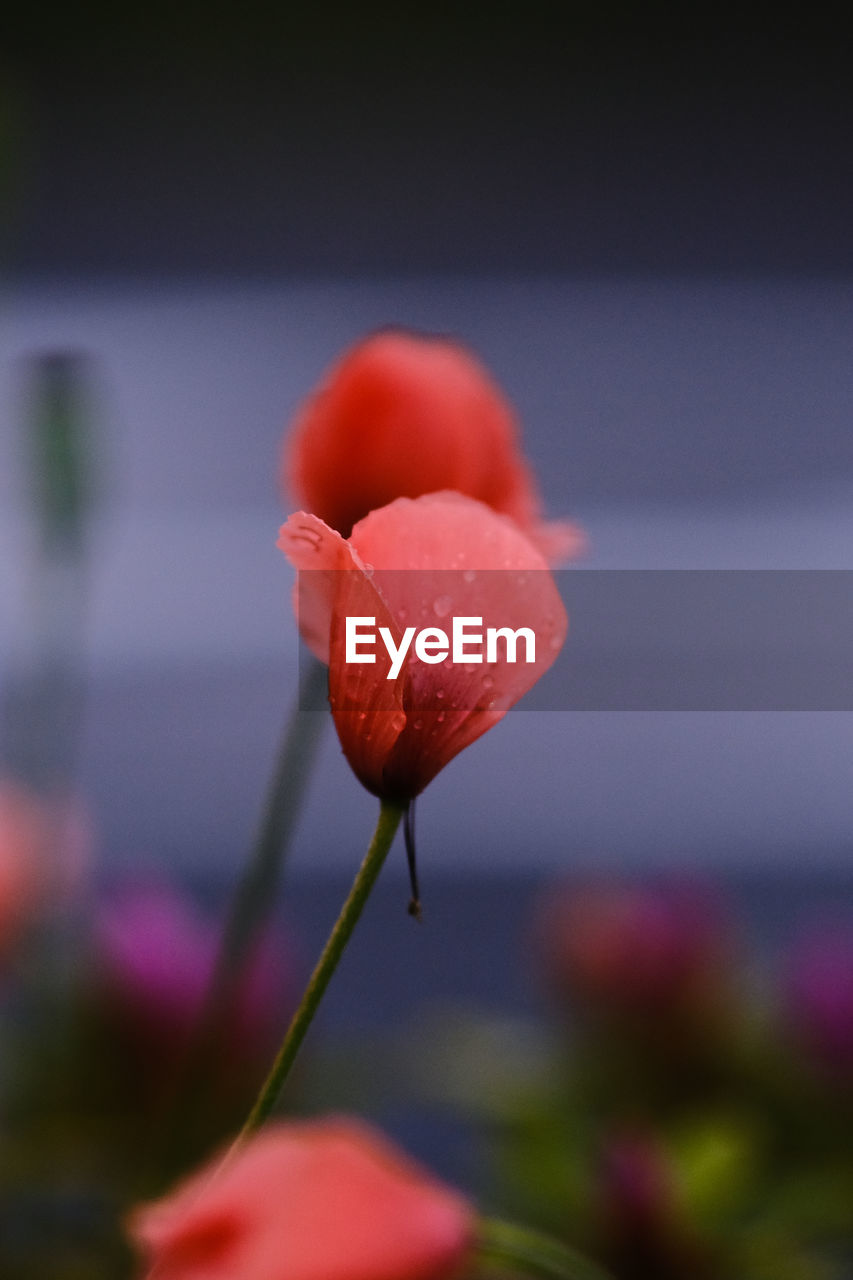 Close-up of red flower