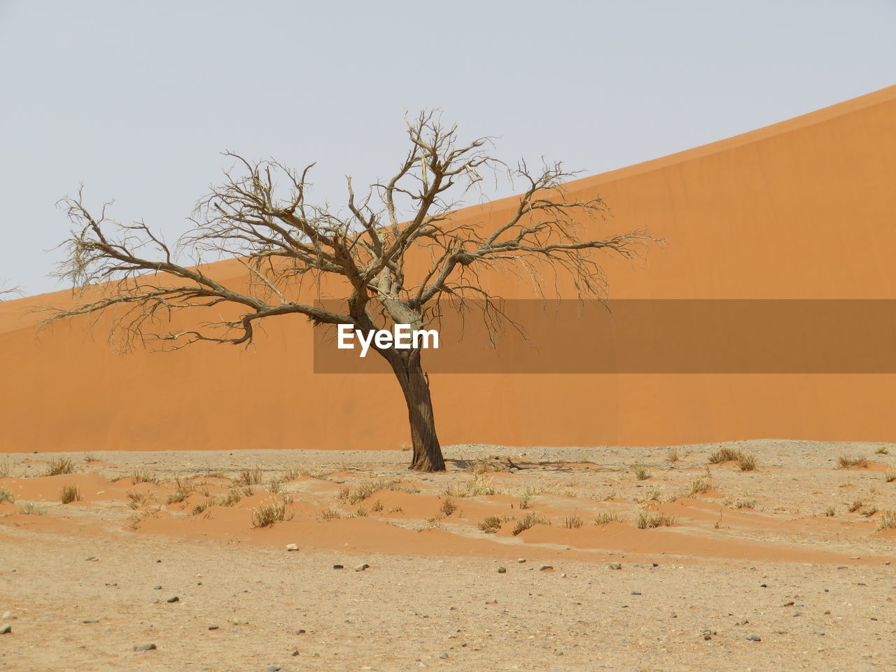 Bare tree in desert against clear sky