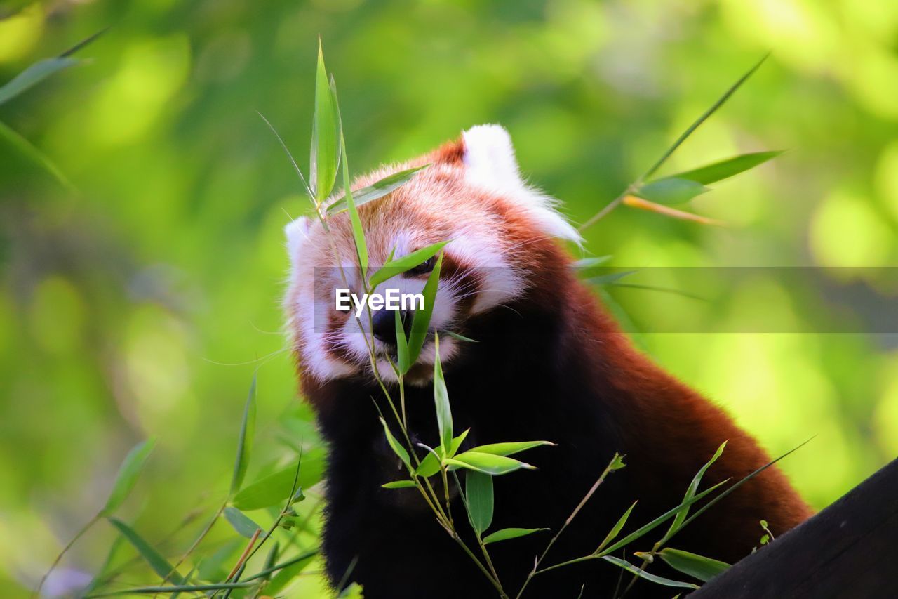 Close-up of a red panda