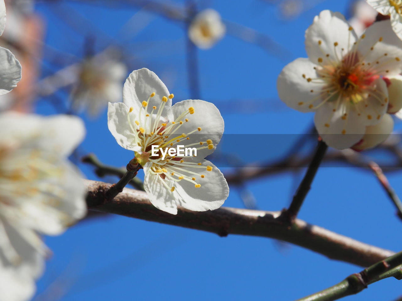 LOW ANGLE VIEW OF CHERRY BLOSSOMS ON BRANCH